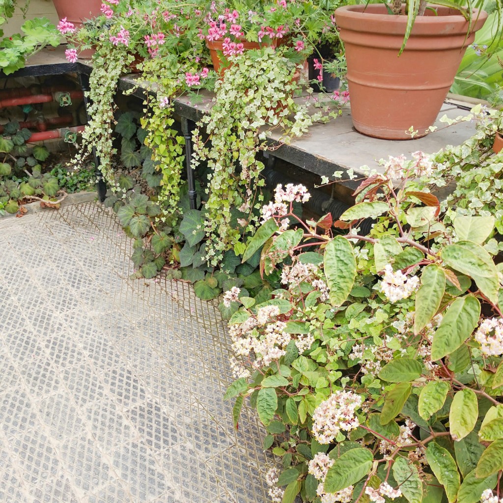 Oxford botanic gardens orangerie