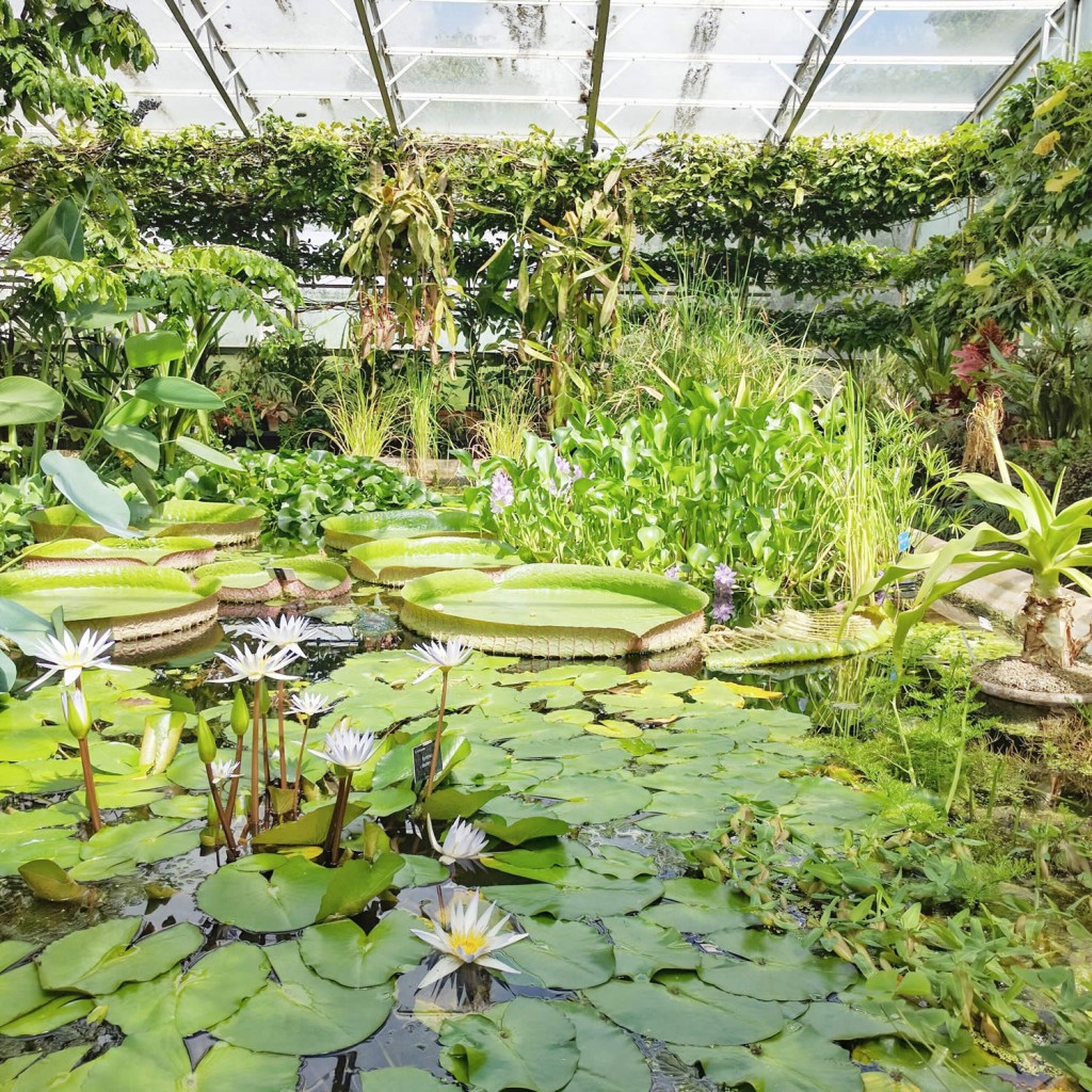 Oxford botanic gardens pond