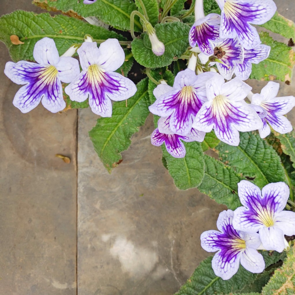 Oxford botanic gardens orangerie
