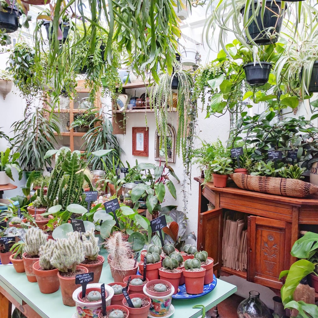 Spiderplant shop