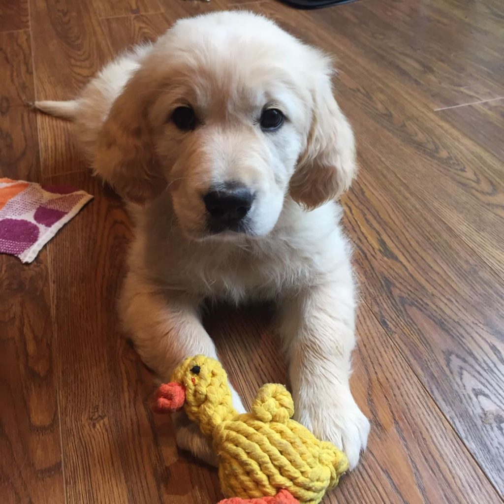 puppy Pro Eco Oxford