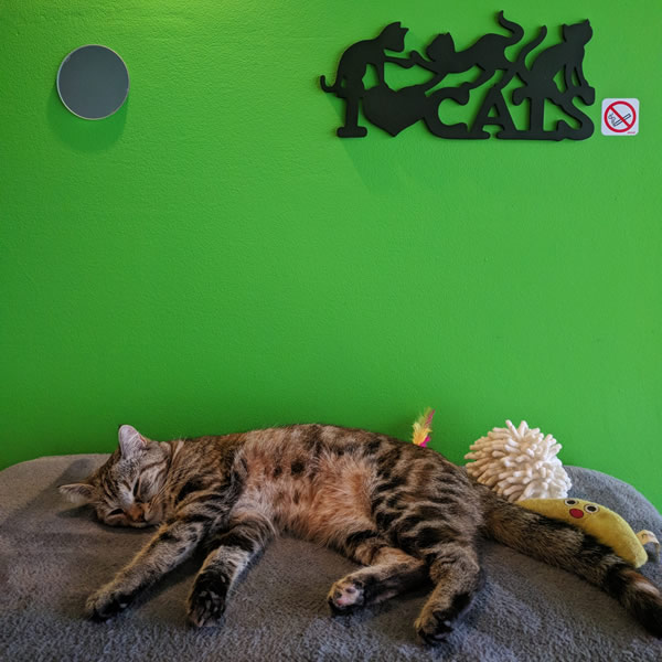 Brussels Cat Cafe Brussels Cat Cafe