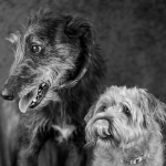 Hello Hann Dog Portraits Oxford