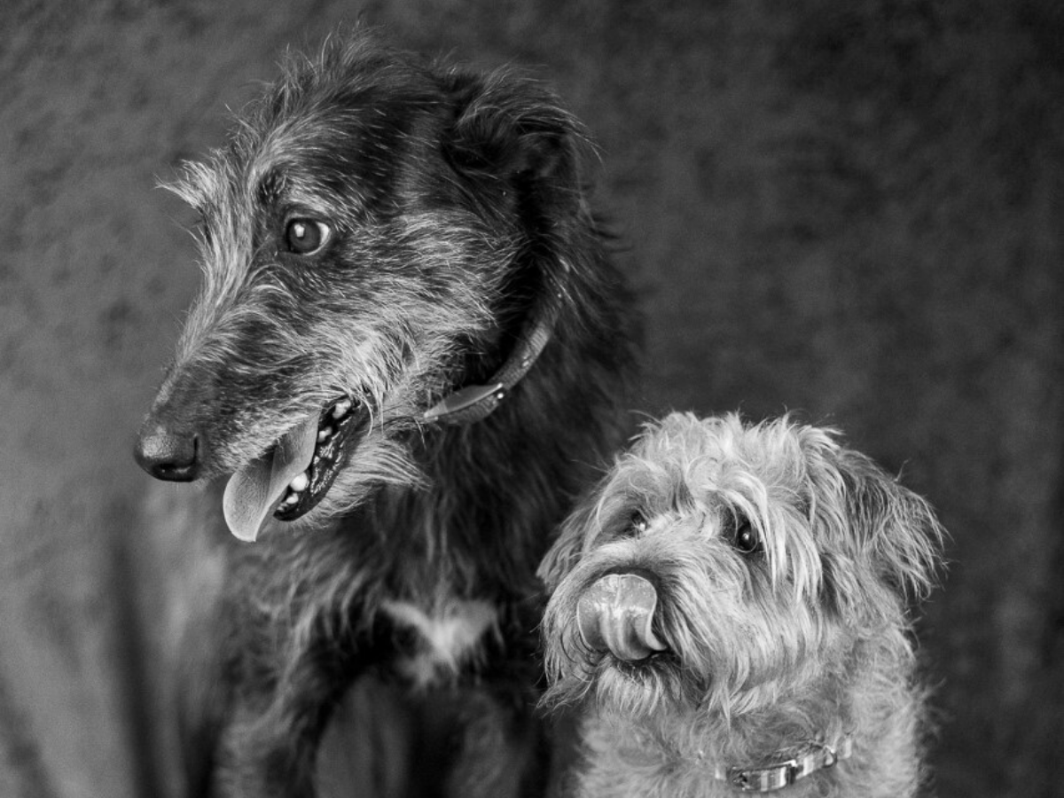 Hello Hann Dog Portraits Oxford