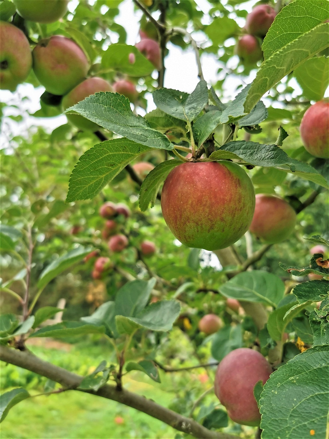 Worton Kitchen Garden Apples