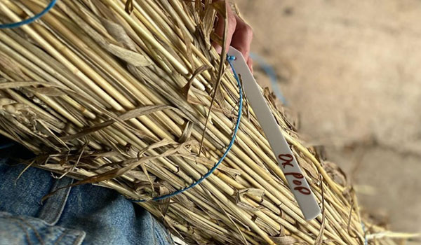 Hamblin Oxford OxPop