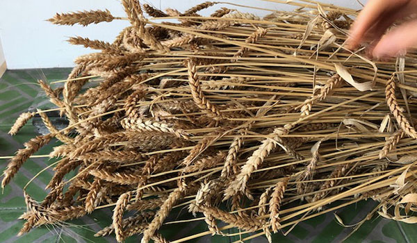 Hamblin Oxford wheat