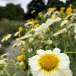 Wandering to Wonder flower