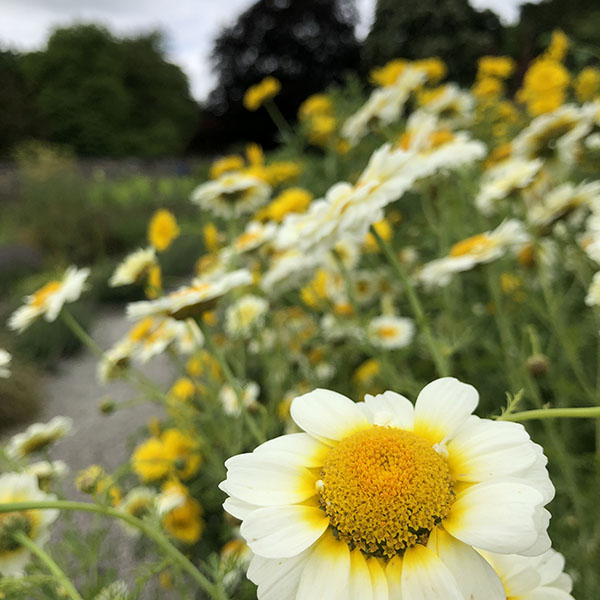 Wandering to Wonder flower