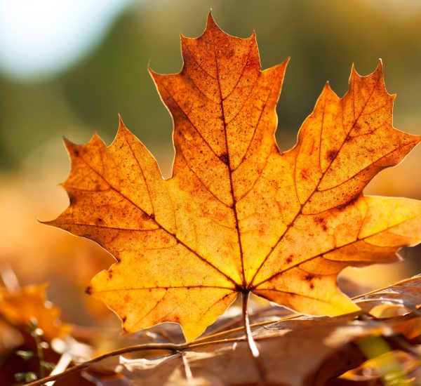 Autumn leaves