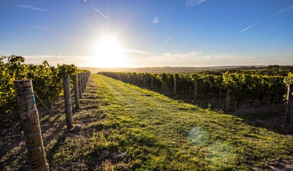 Exton Park Vineyard