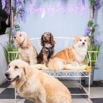 The dogs spot abingdon