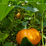 Pumpkin patch
