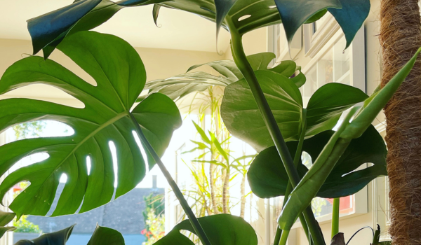 rebeccas-home-sort-1